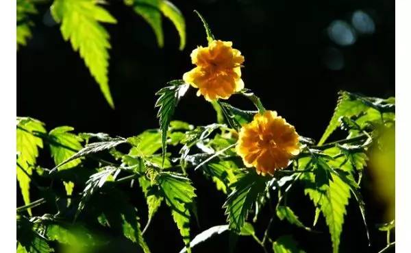 081ac0209cf5767d8a64160cf4e1f563.jpg 081ac0209cf5767d8a64160cf4e1f563.jpg