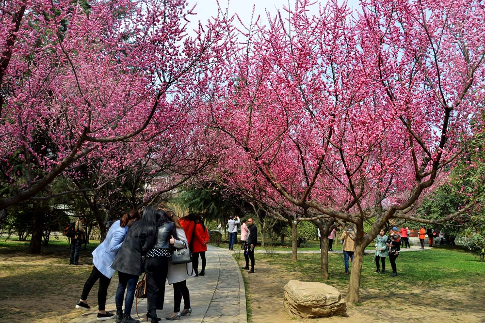 红梅花开 (1).jpg