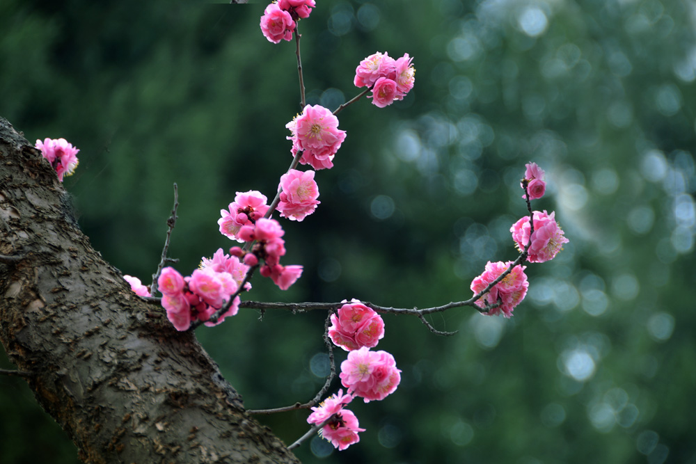 红梅花开 (2).jpg