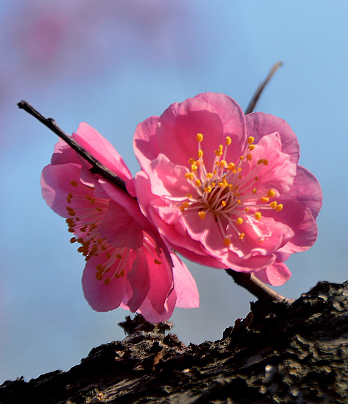 红梅花开 (6).jpg