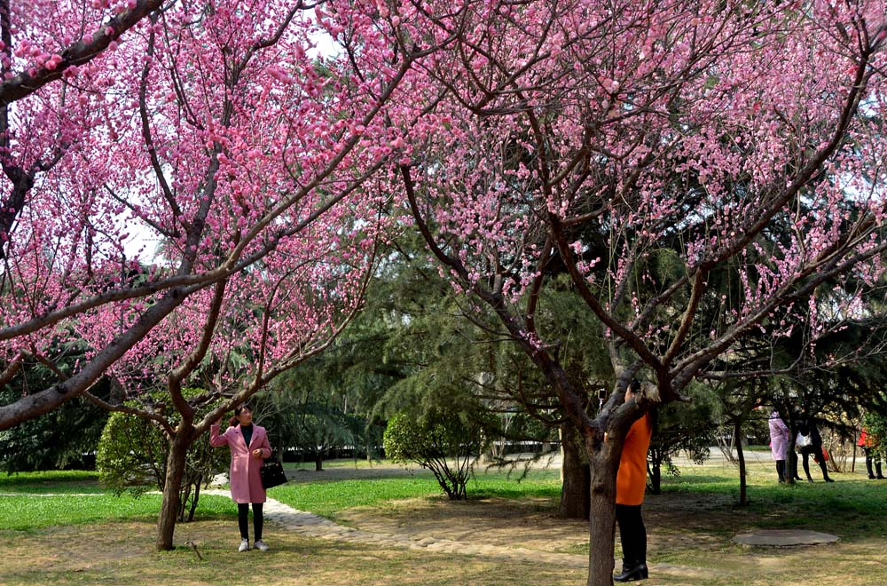红梅花开 (7).jpg