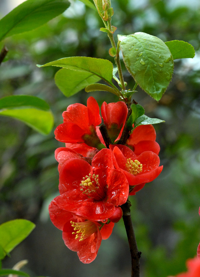 贴梗海棠 (4).jpg