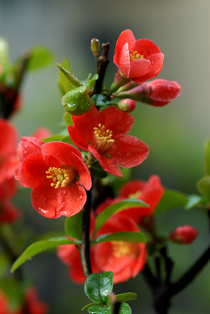 贴梗海棠 (6).jpg