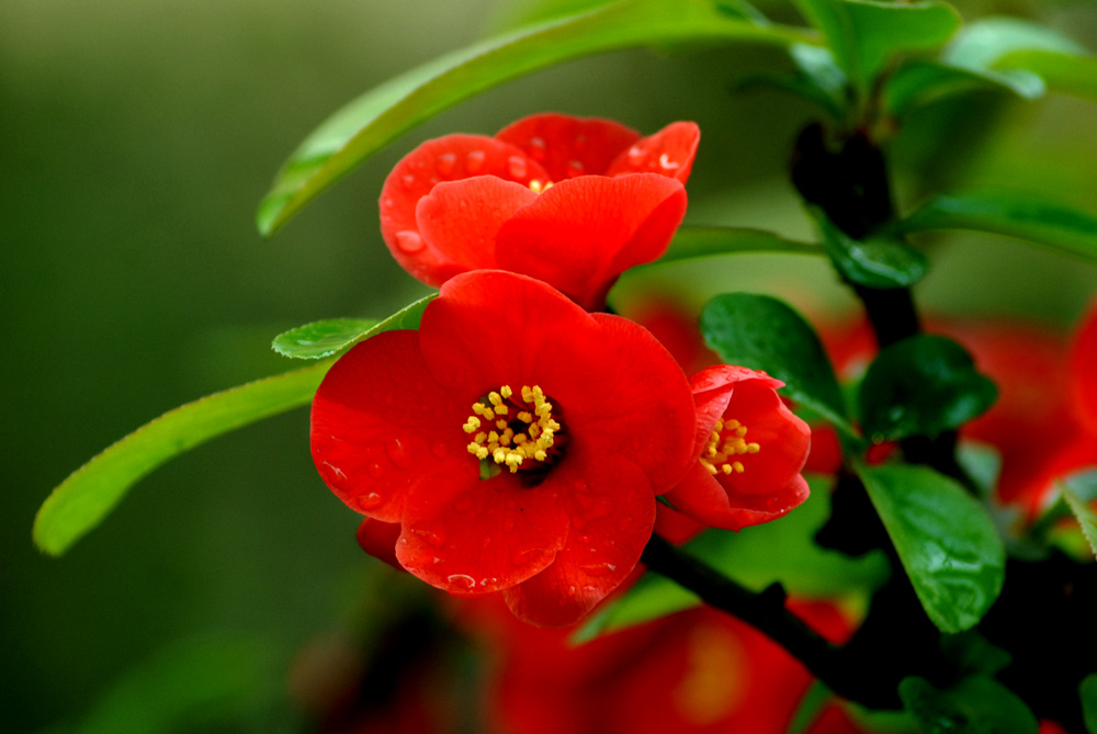 贴梗海棠 (9).jpg