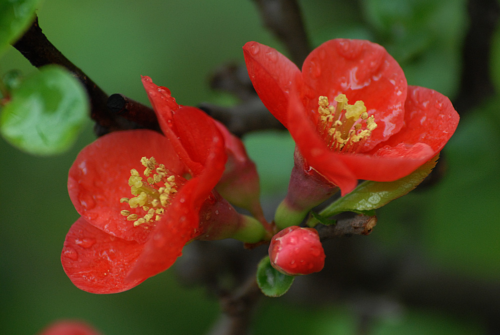 贴梗海棠 (11).jpg