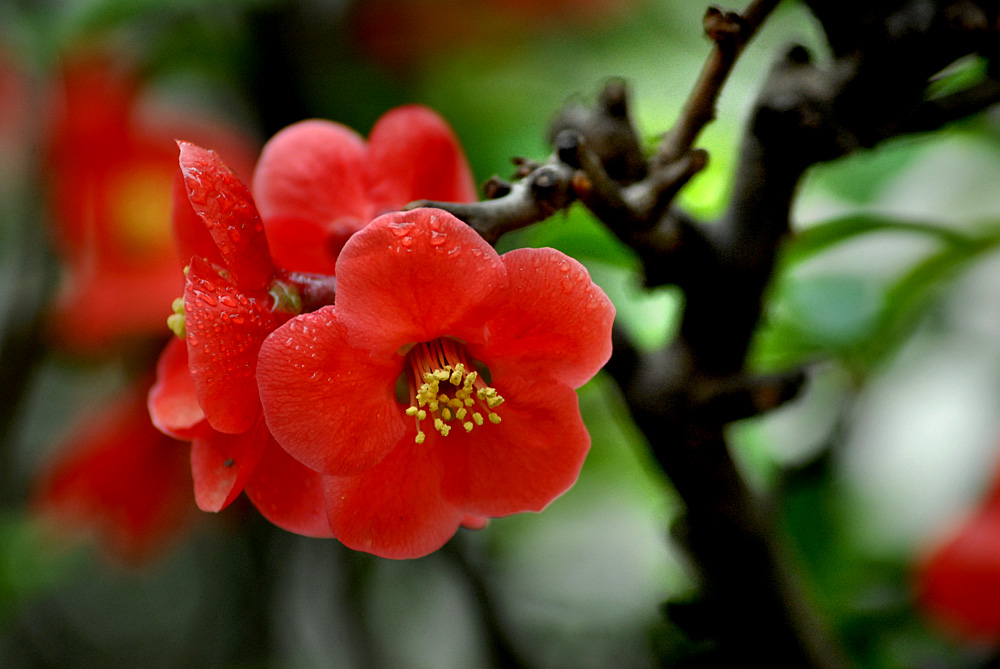 贴梗海棠 (13).jpg