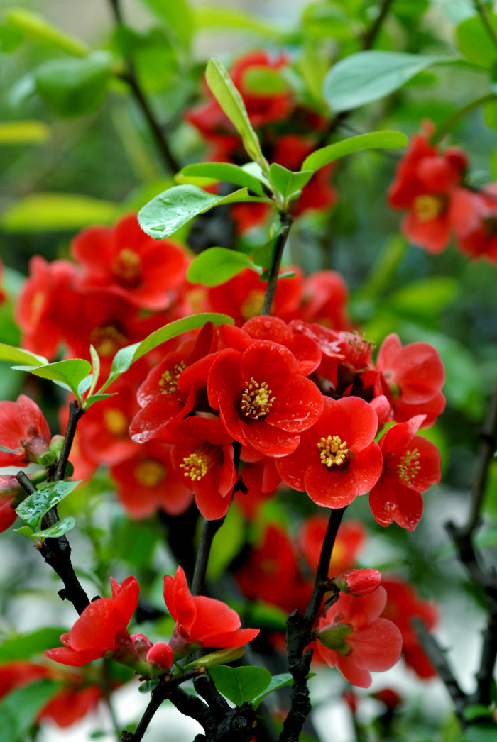 贴梗海棠 (14).jpg