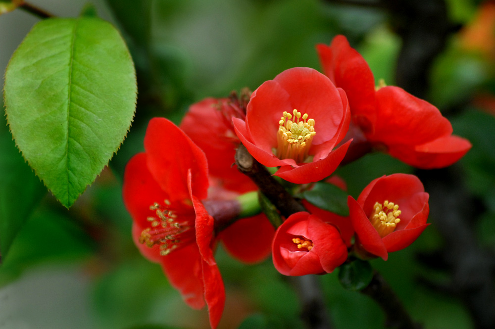 贴梗海棠 (15).jpg