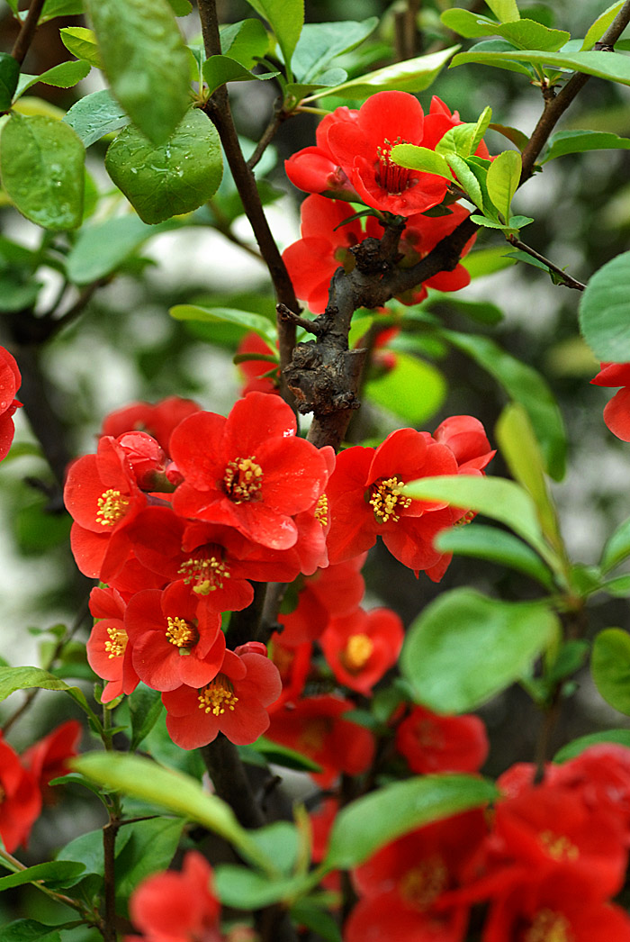 贴梗海棠 (18).jpg