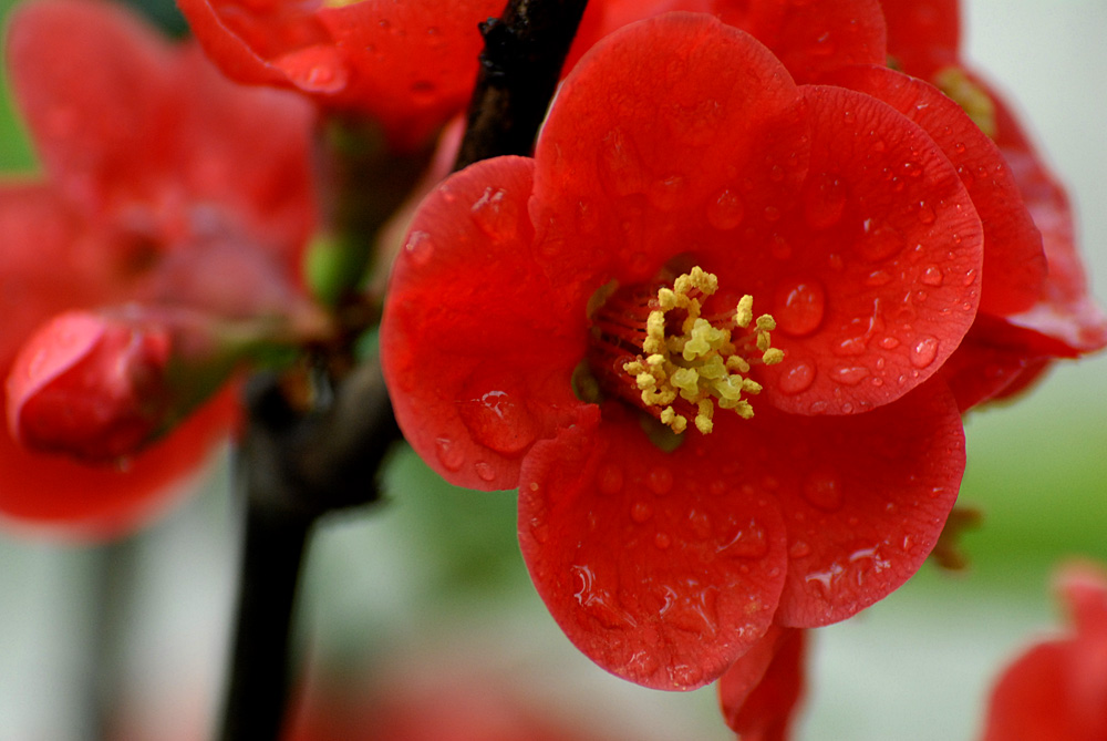 贴梗海棠 (19).jpg