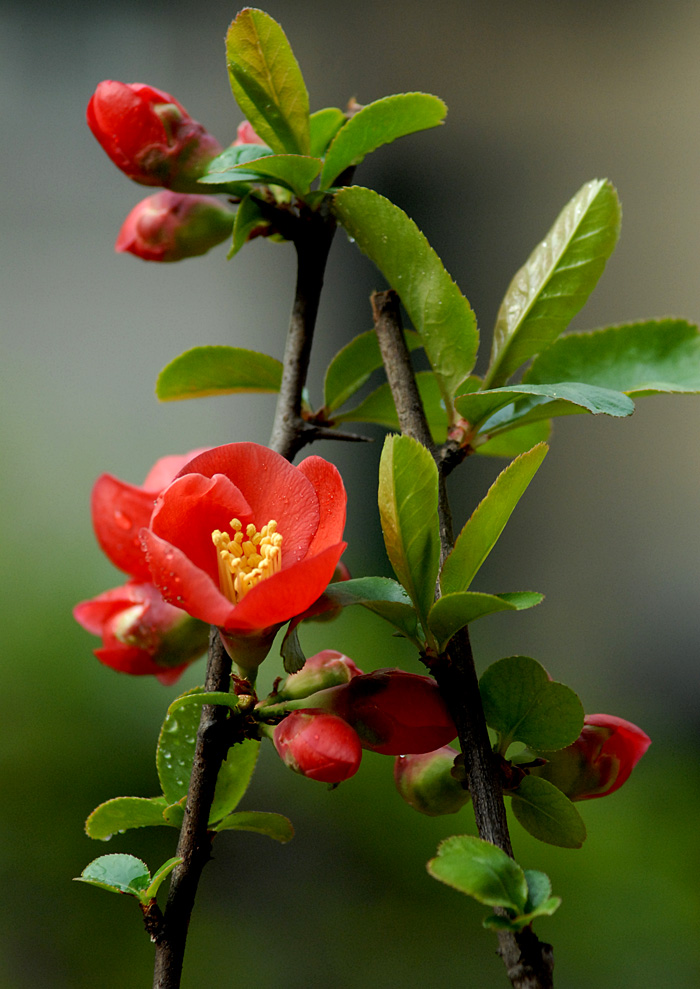 贴梗海棠 (20).jpg