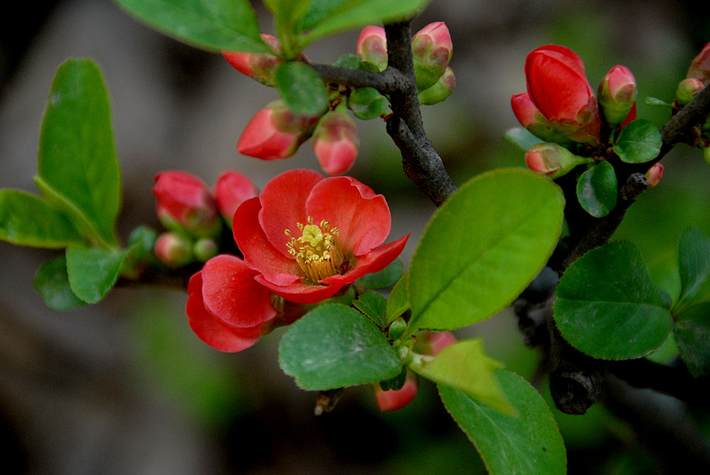 贴梗海棠 (21).jpg