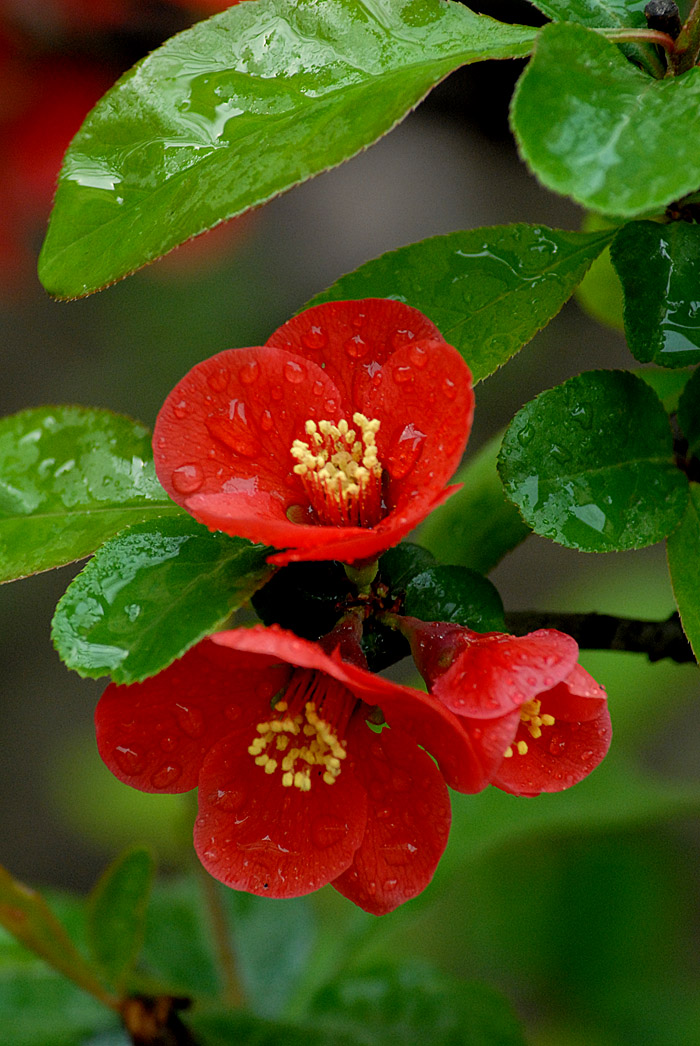 贴梗海棠 (22).jpg