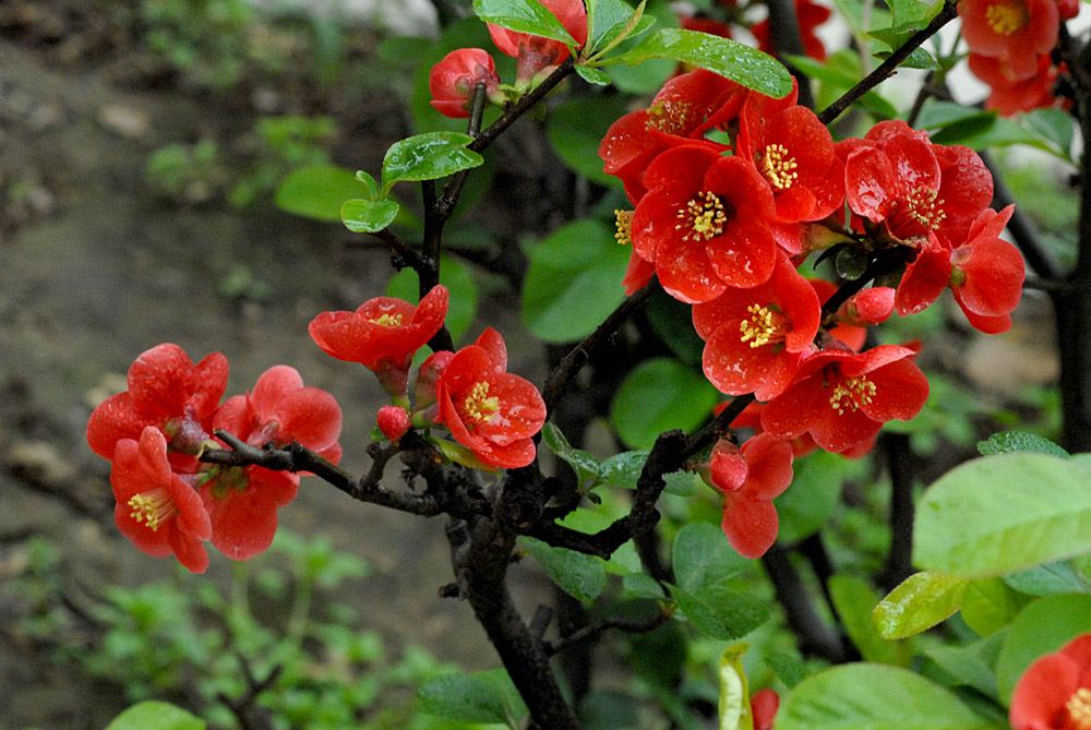 贴梗海棠 (23).jpg