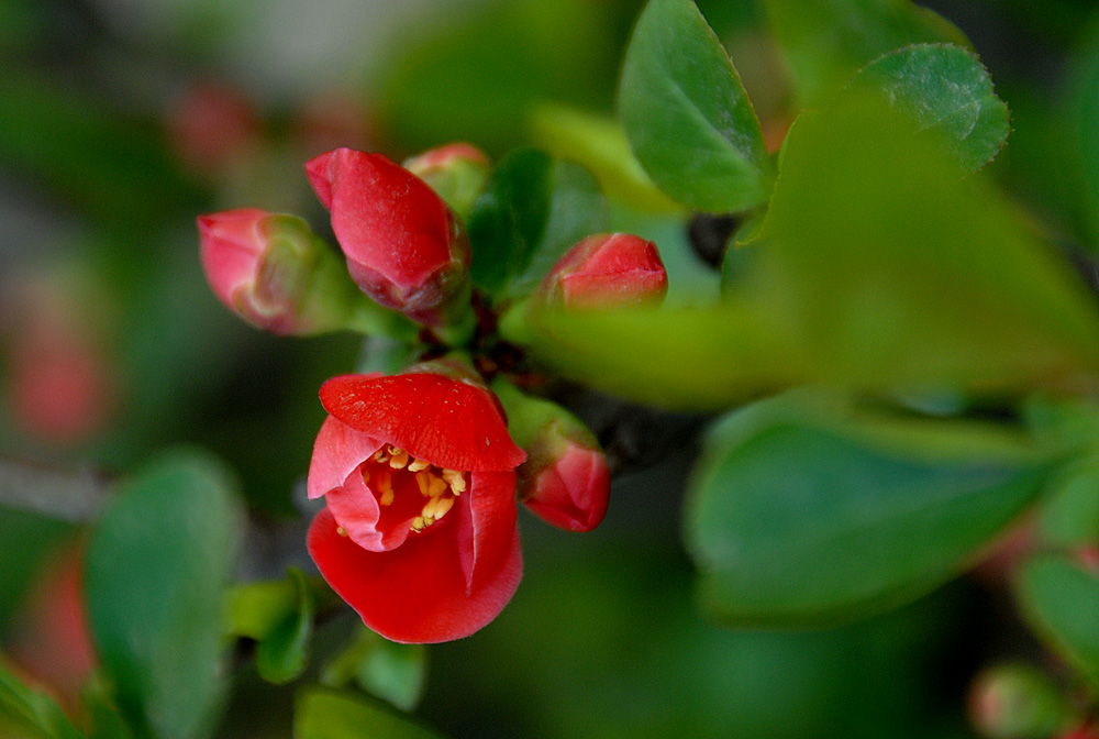 贴梗海棠 (25).jpg