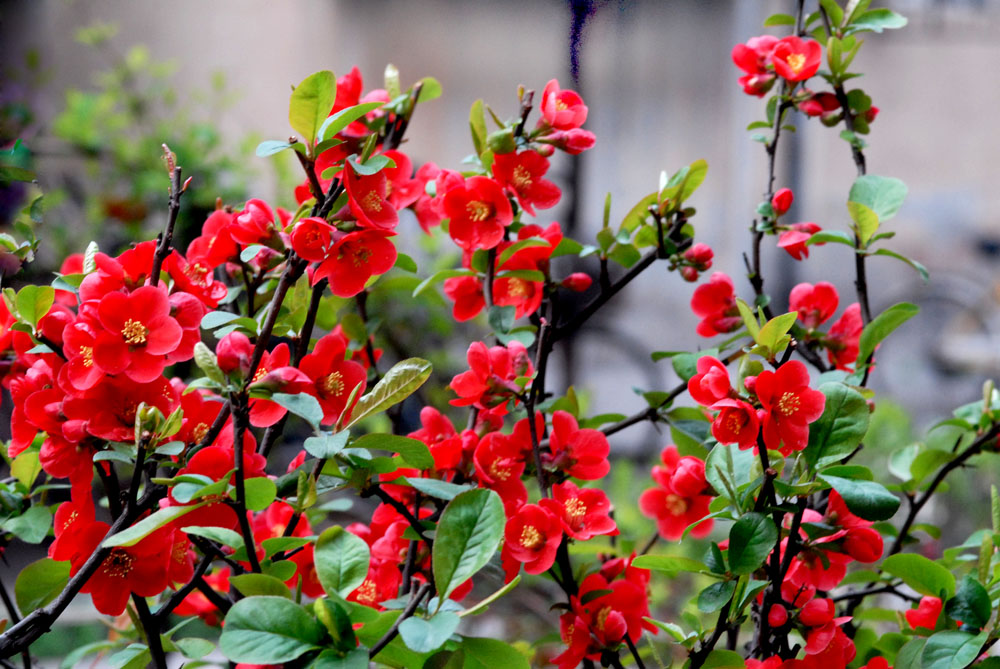 贴梗海棠 (27).jpg