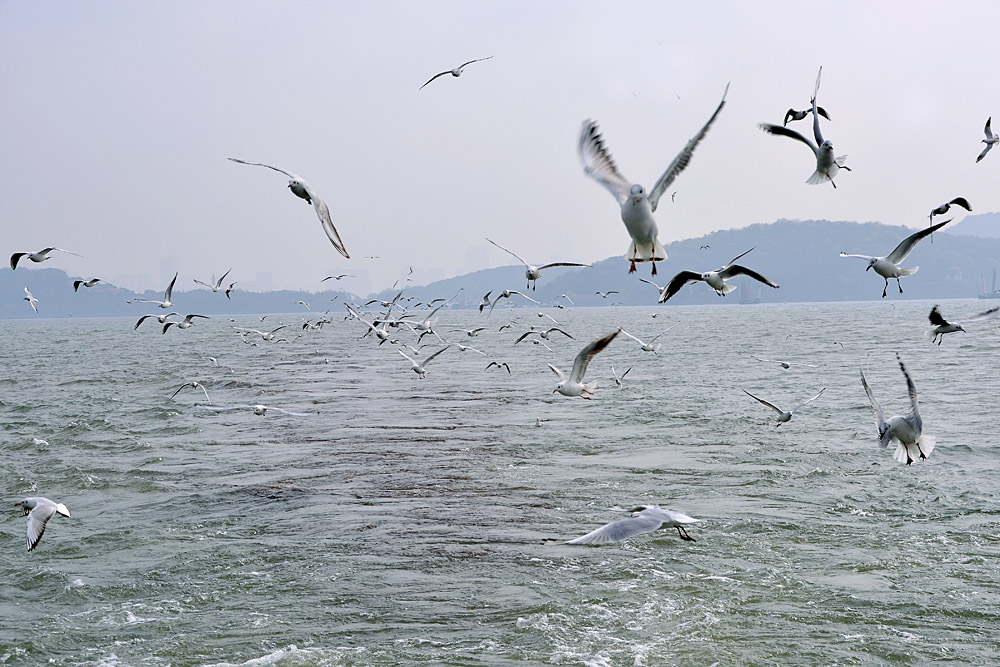 红嘴 鸥 (19).jpg