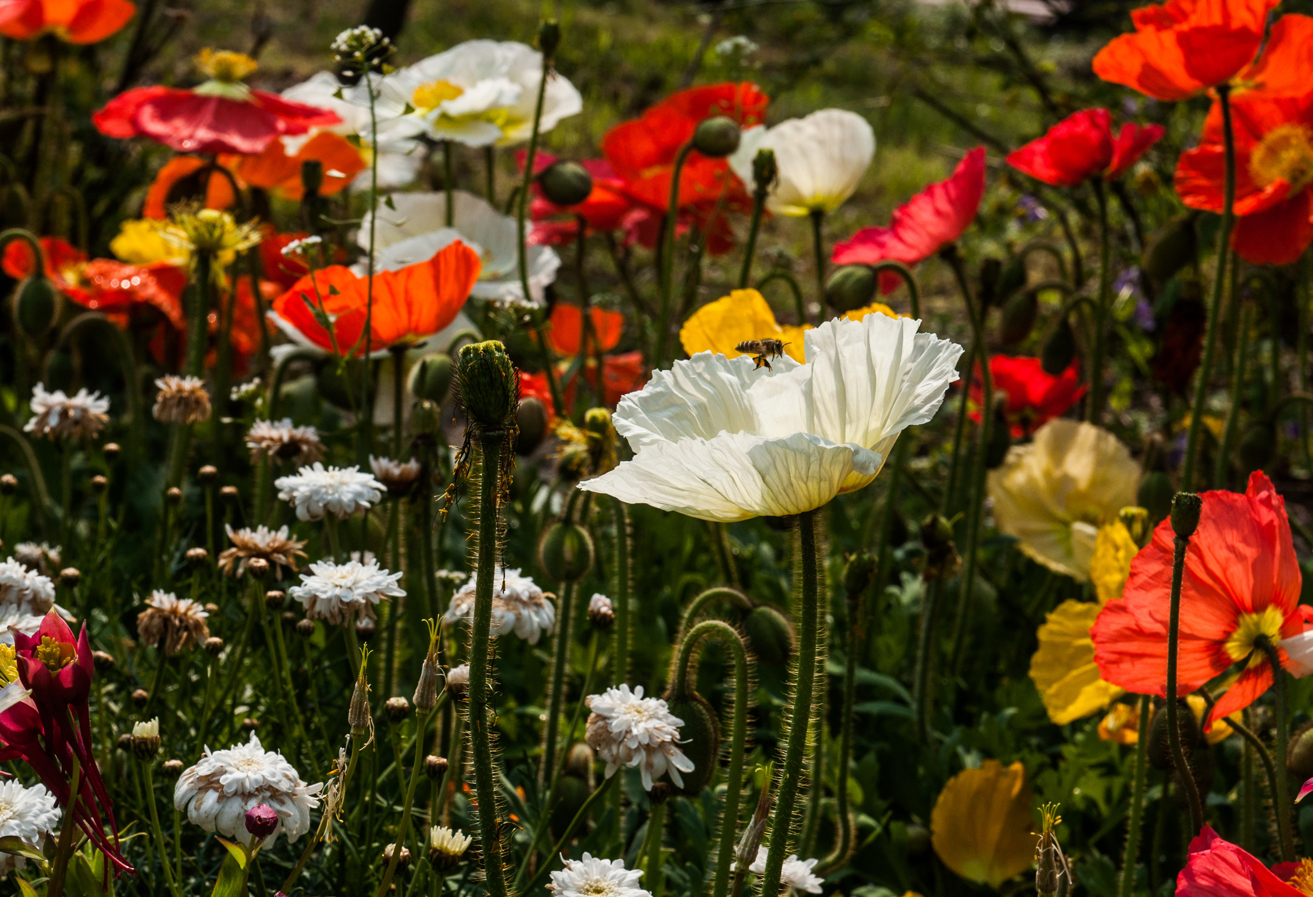 【蜂·虞美人】 (2)_副本.jpg