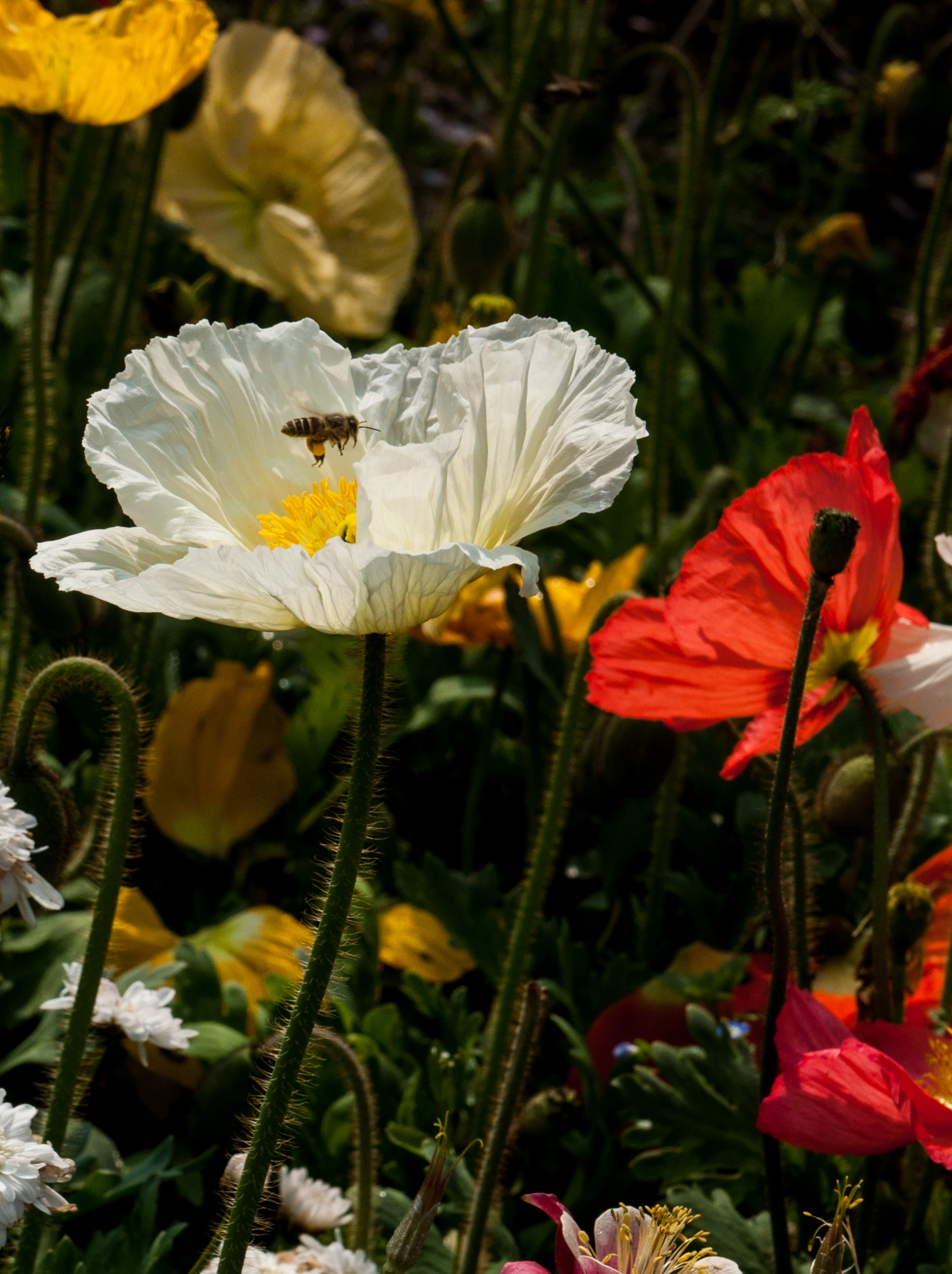 【蜂·虞美人】 (3)_副本.jpg