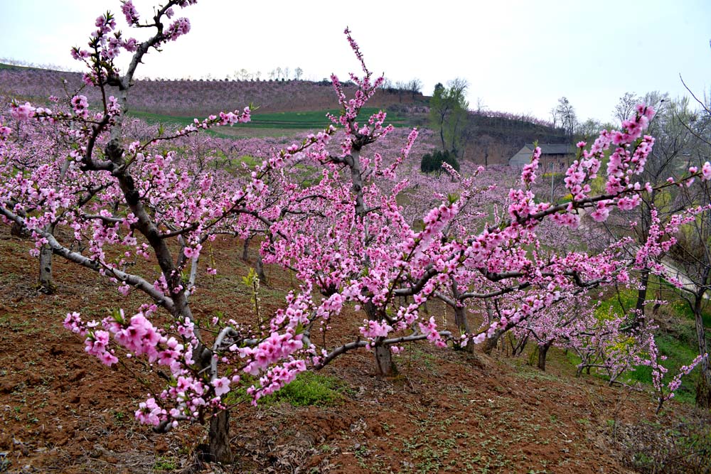 东岭桃花 (12).jpg