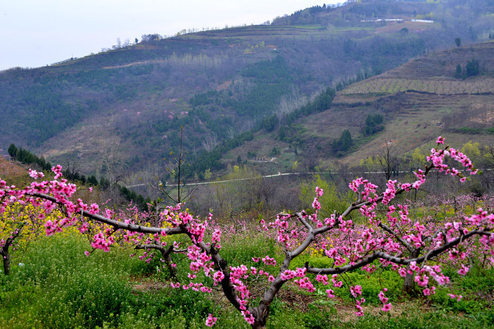 东岭桃花 (14).jpg