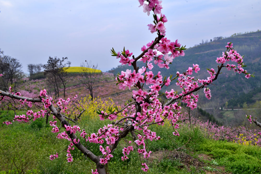 东岭桃花 (17).jpg