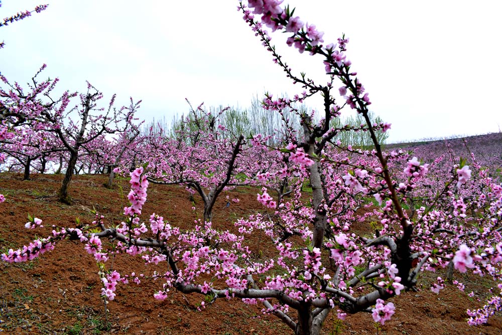 东岭桃花 (19).jpg