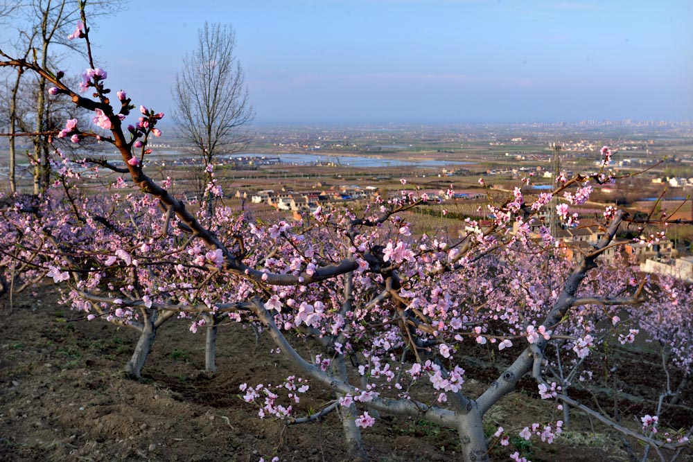 东岭桃花 (20).jpg