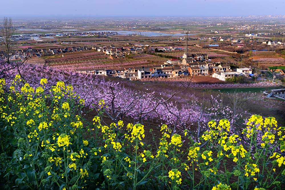 东岭桃花 (21).jpg