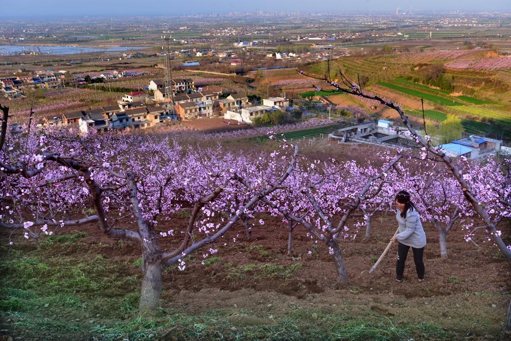 东岭桃花 (23).jpg