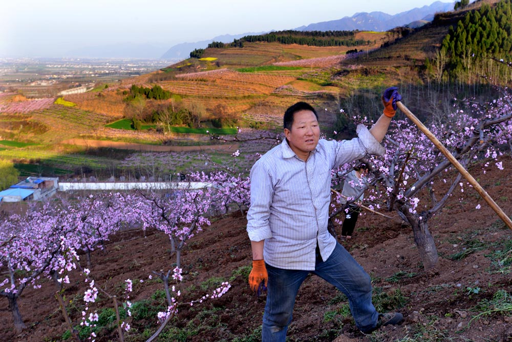 东岭桃花 (24).jpg
