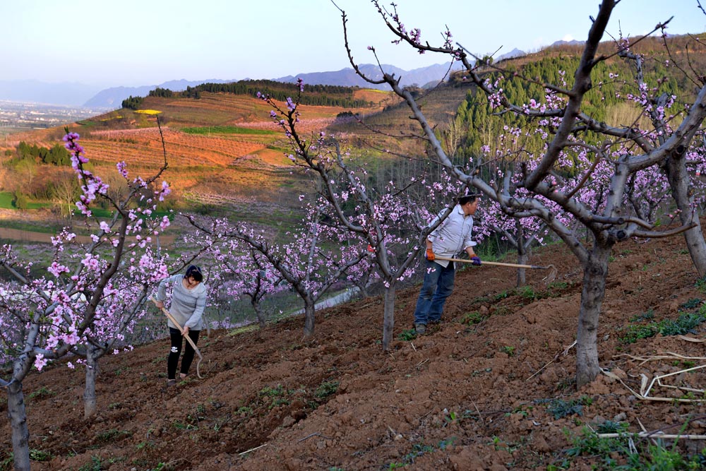 东岭桃花 (25).jpg