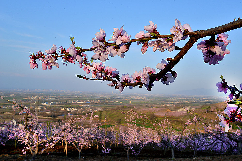 东岭桃花 (26).jpg