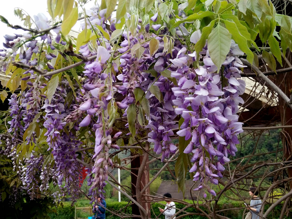 紫藤 (2).jpg
