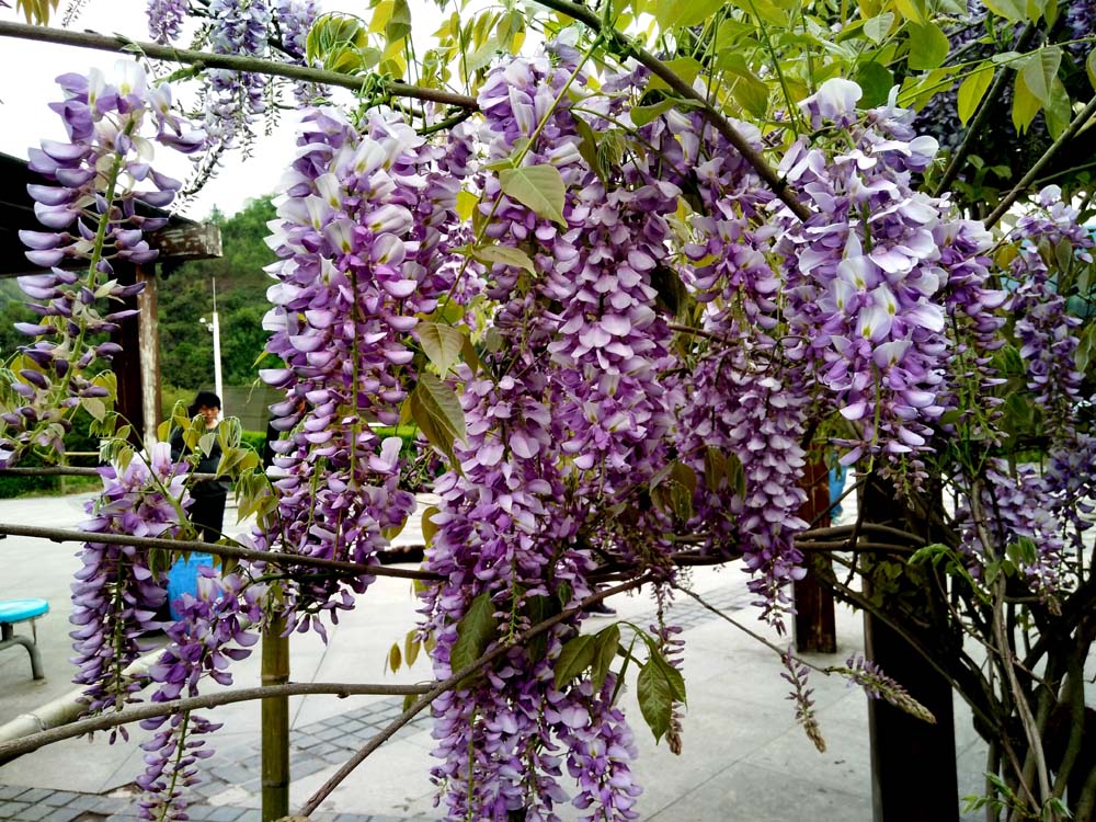 紫藤 (3).jpg