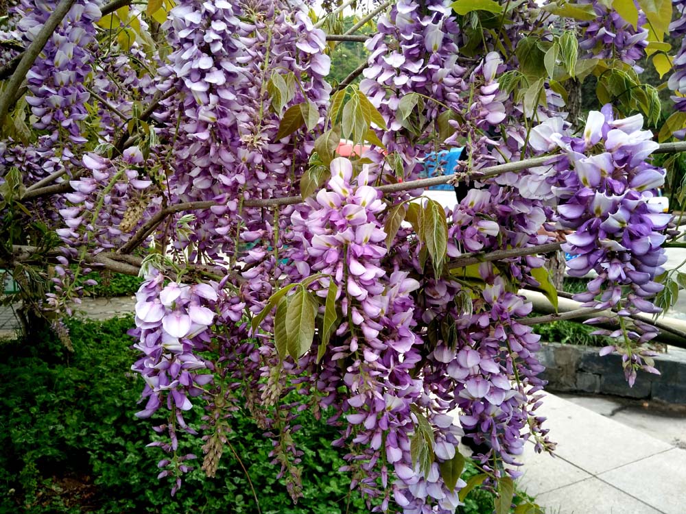 紫藤 (5).jpg
