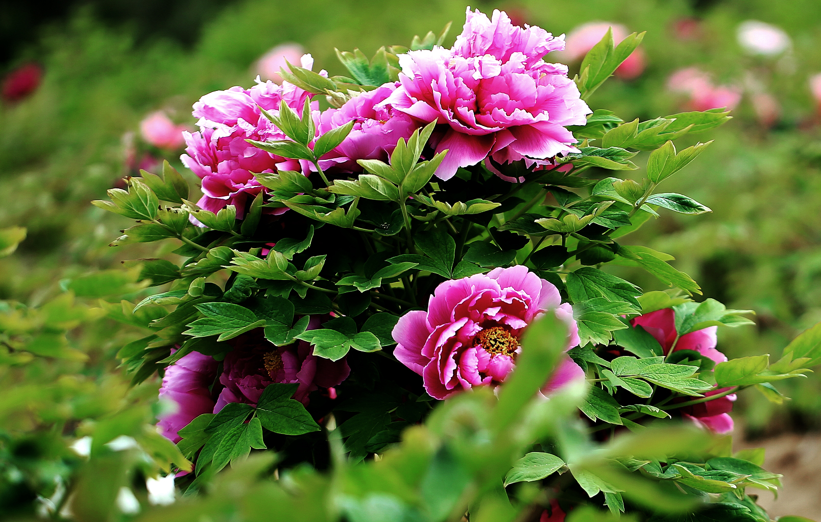 QQ图片20170413231731 - 副本.jpg