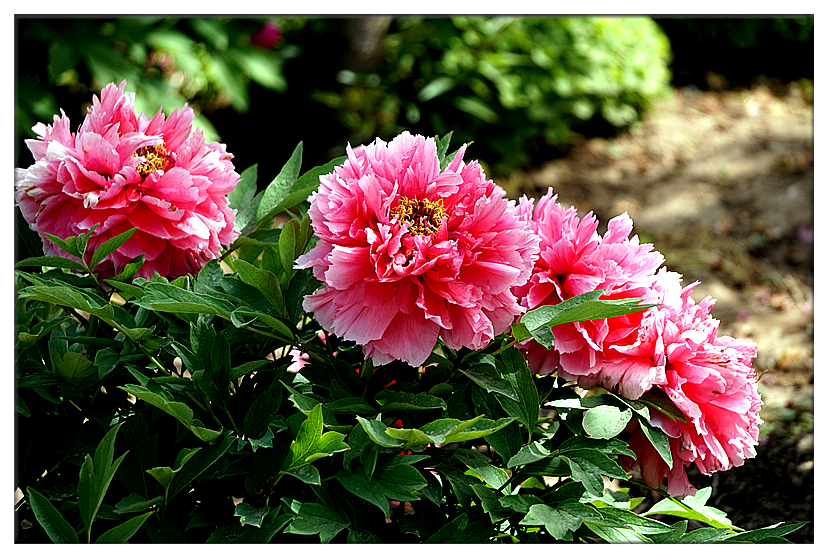 DSC01171_副本.jpg