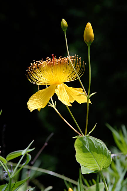 JPEG Digital Camera_2337.jpg