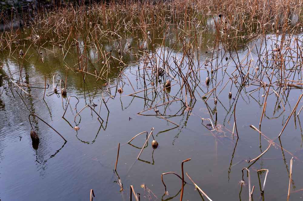 南浔古镇 (16).jpg