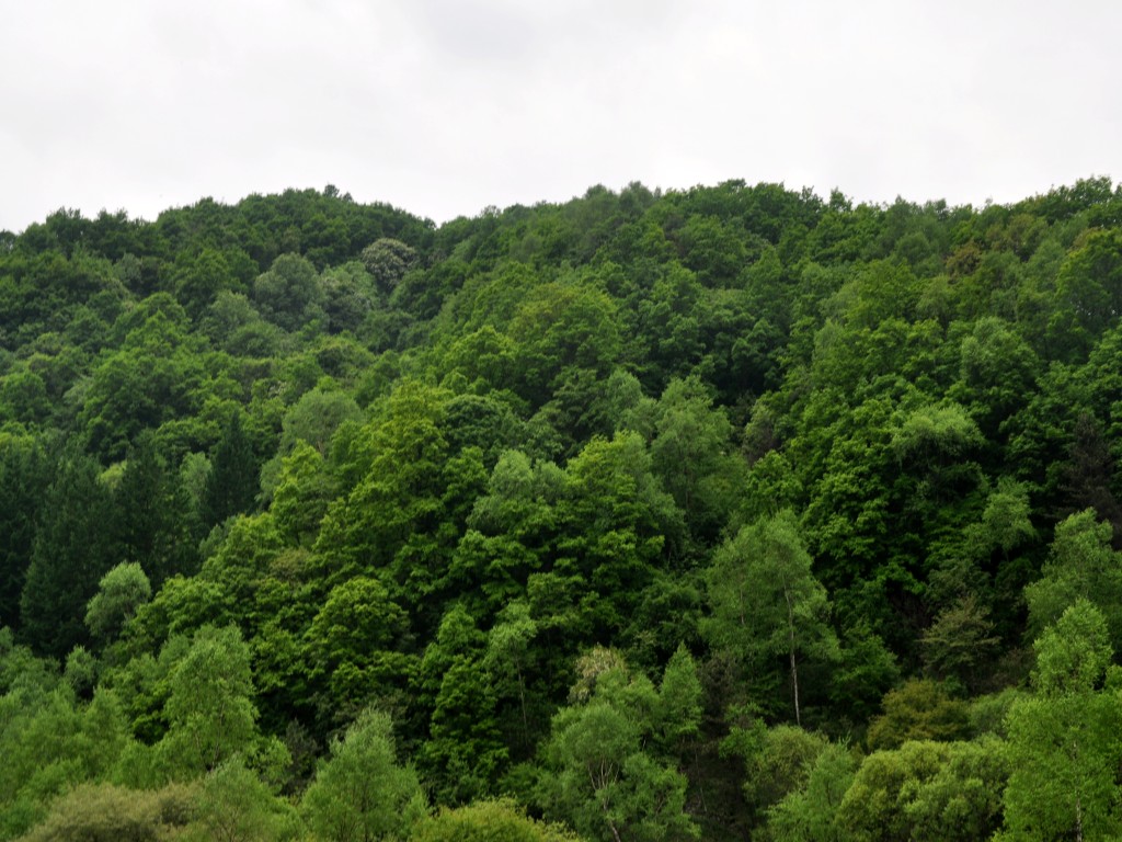 DSC_0206_conew1.jpg