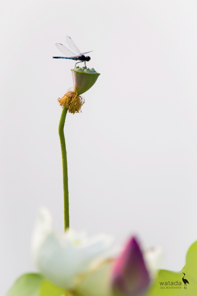 A91I0881 - 副本.JPG