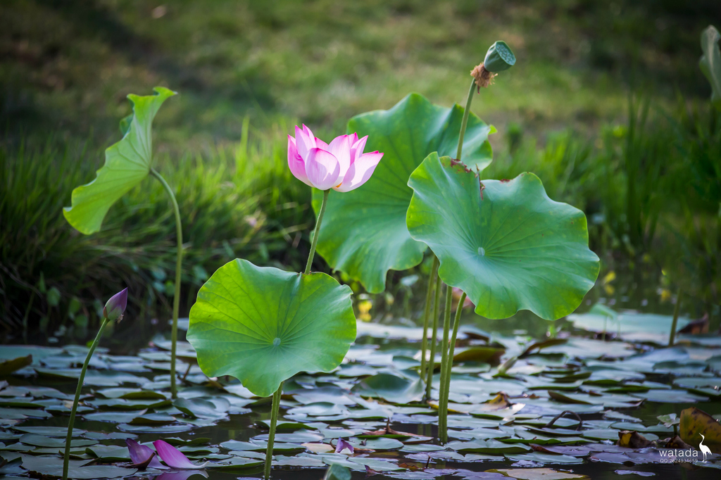 A91I0922 - 副本.JPG