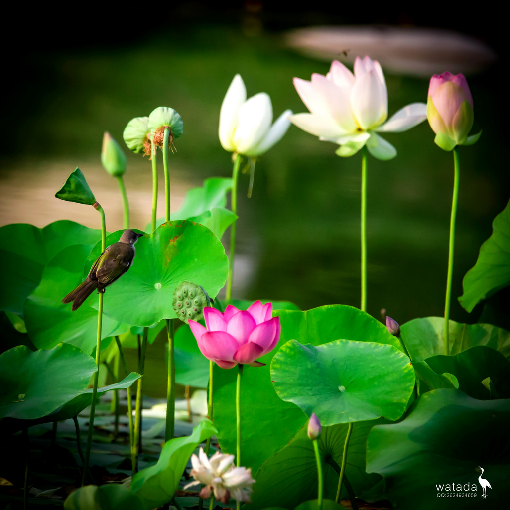 A91I0840 - 副本.JPG