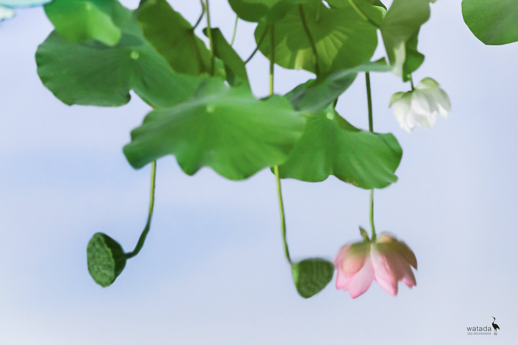 A91I0871 - 副本.JPG