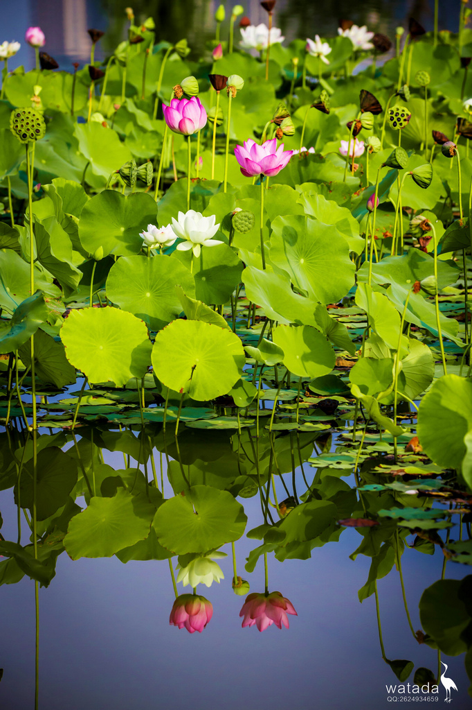 A91I0872 - 副本.JPG