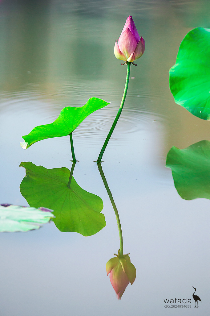 A91I0878 - 副本.JPG