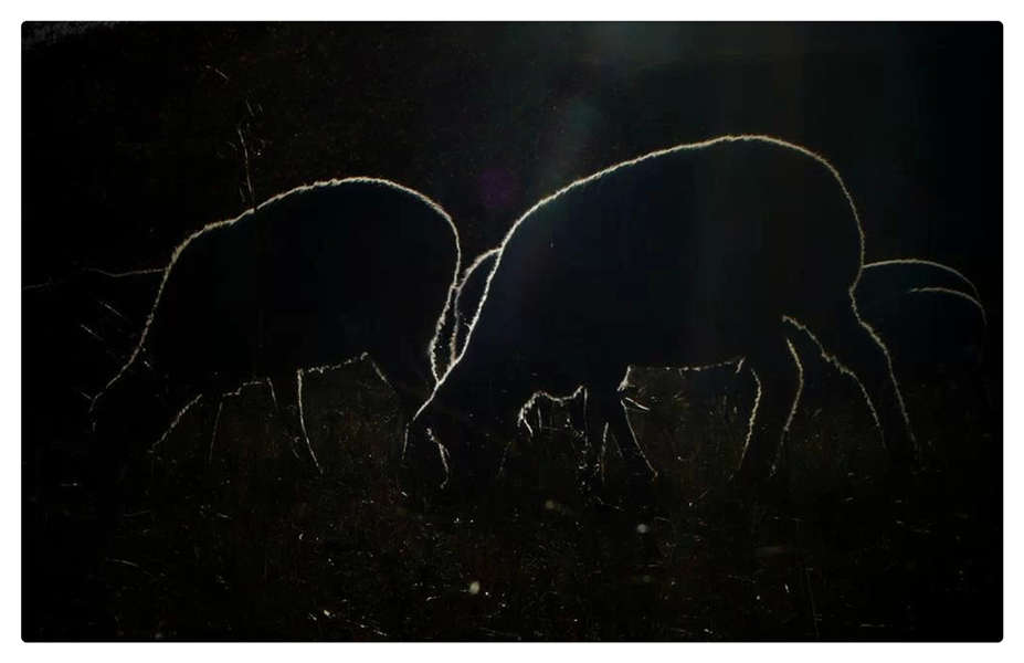 《喜羊羊》 我的摄影我的团团长 小尤摄.jpg