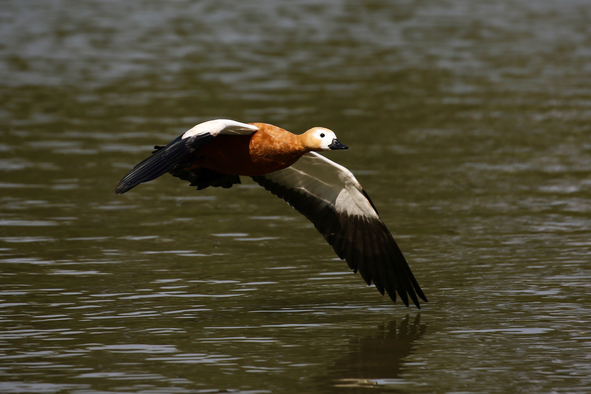 1781890642017101212532109 (1).jpg