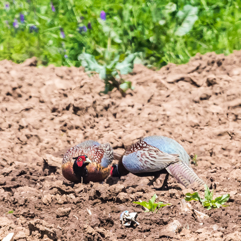 _LY65546副本 2.jpg